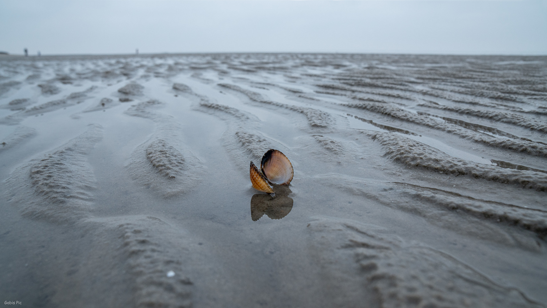 Einsam - Muschel im Watt