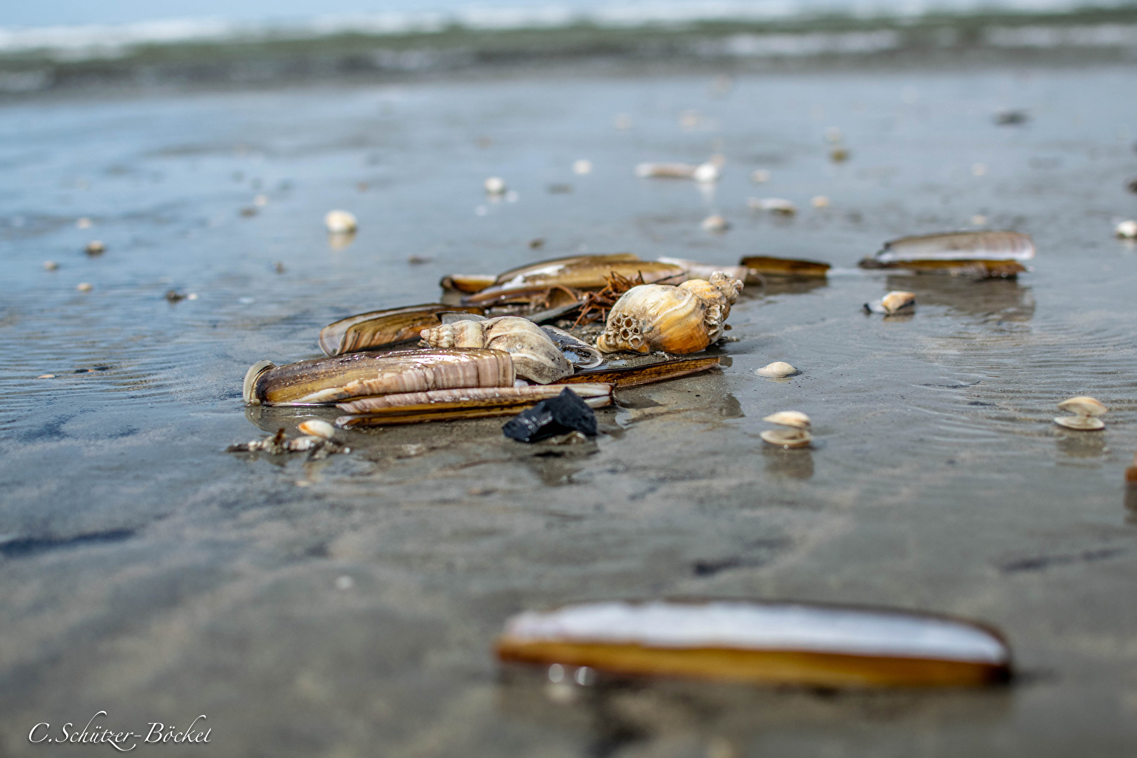 Muscheln