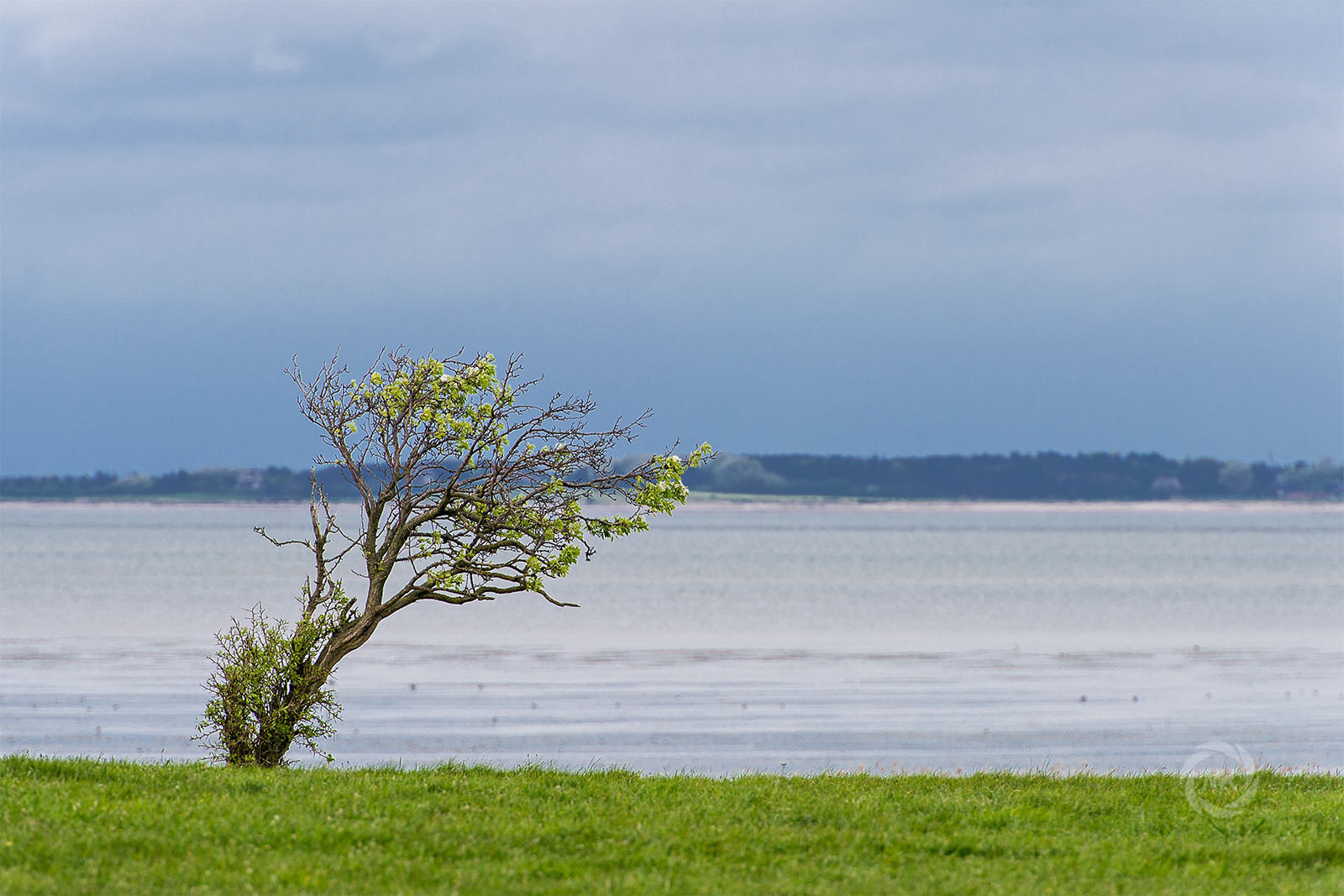 Der Baum am Watt