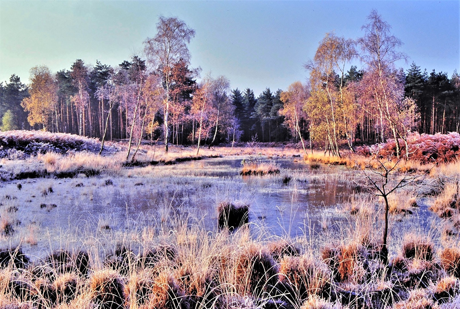 " Erstes Licht im frostigen Hochmoor "