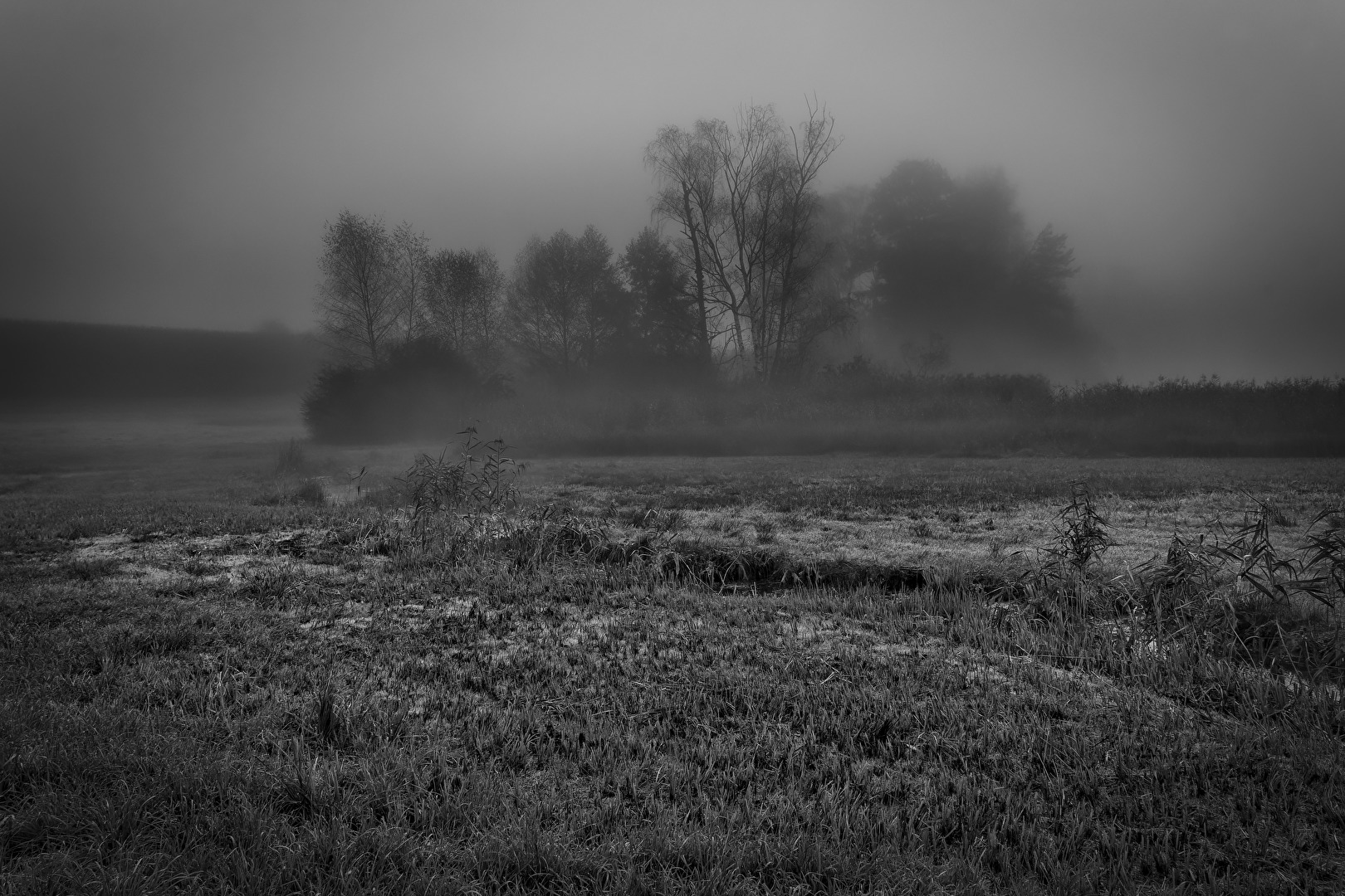 Hüttwiler-Moor im Nebel