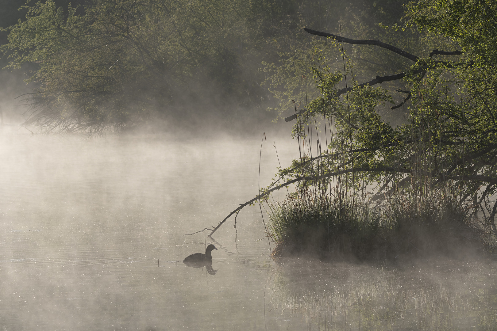 Morgennebel im April