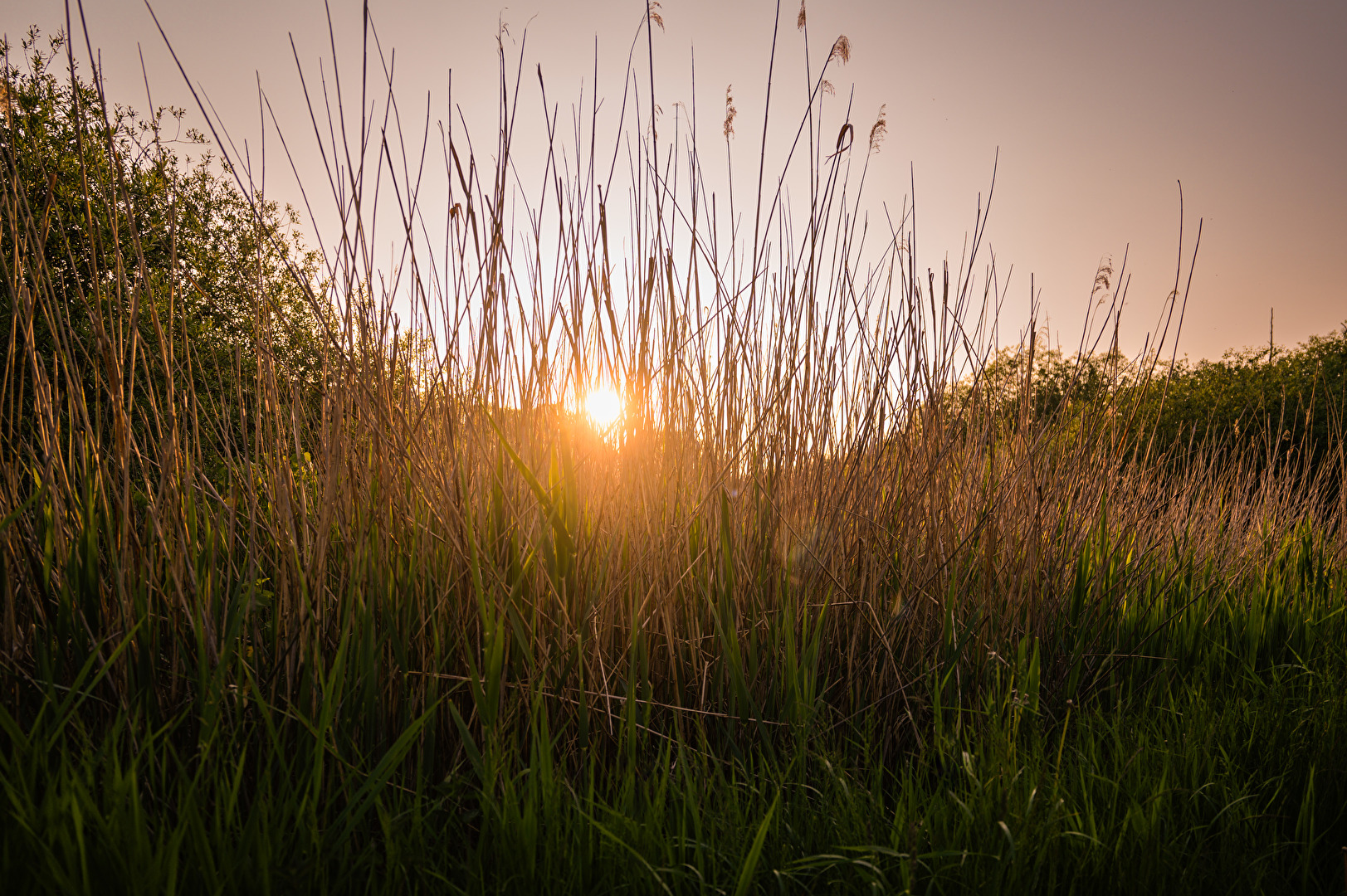 Moor bei Sonnenuntergang