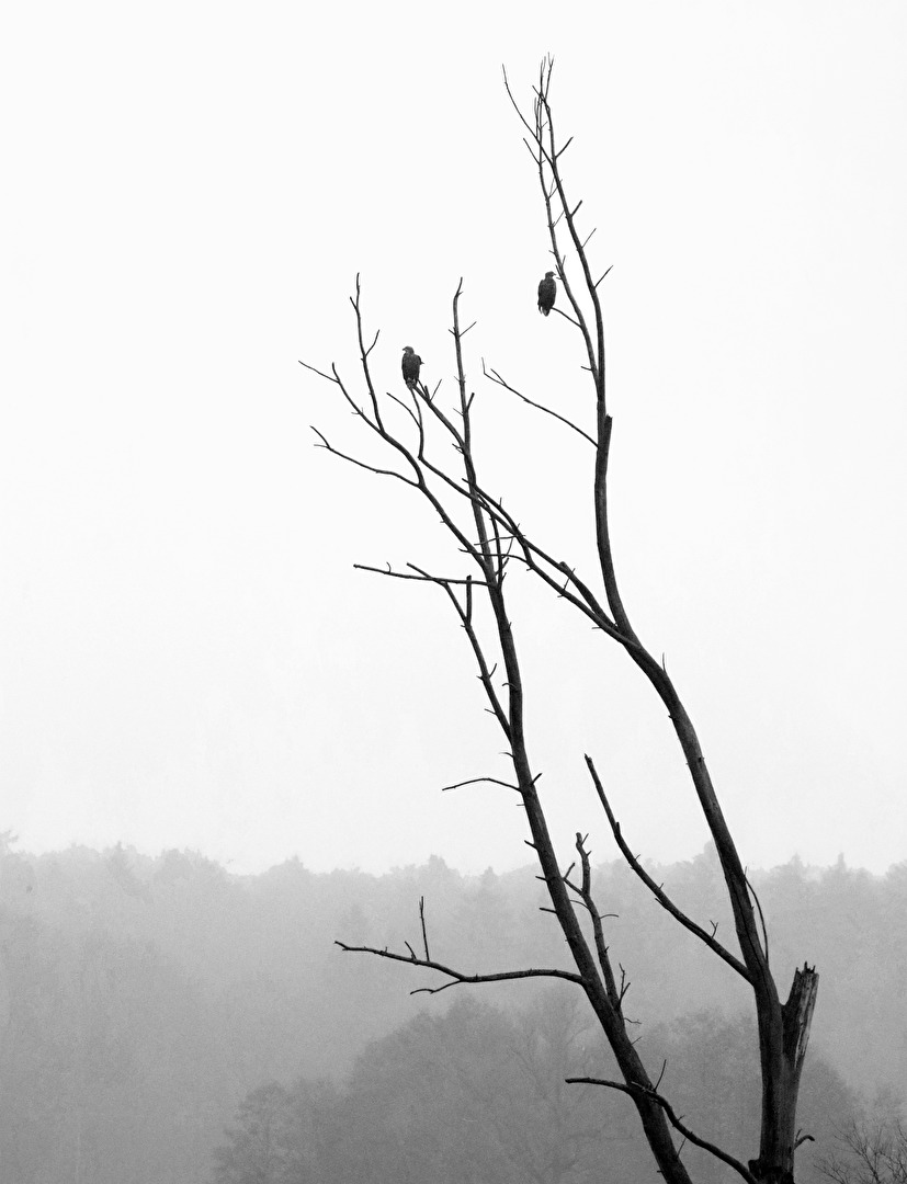 Totholz im Hochmoor