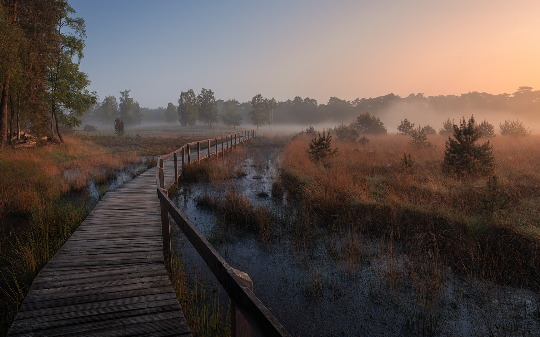 Morgendunst über dem Moor