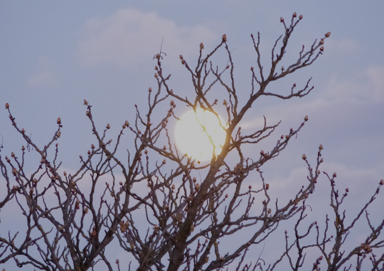 Mond im Frühling
