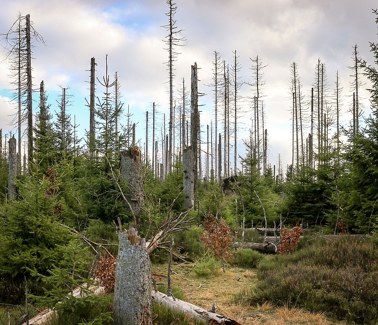 Nationalpark Harz