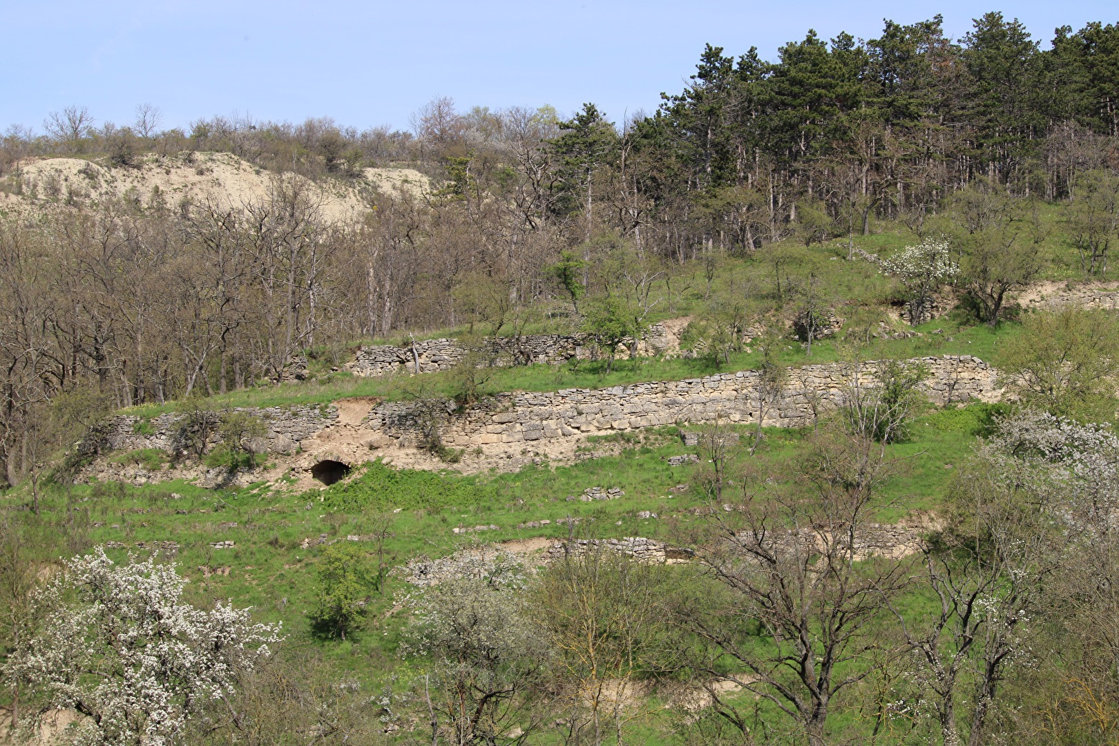 Der alte Weinberg