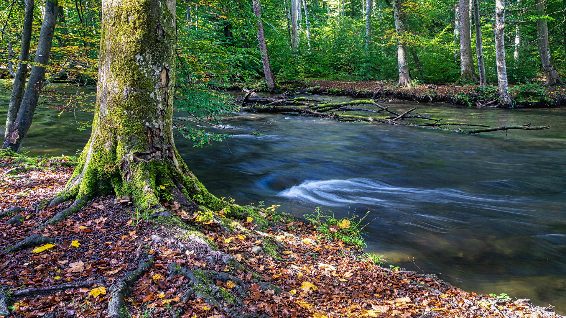 Herbst an der Würm