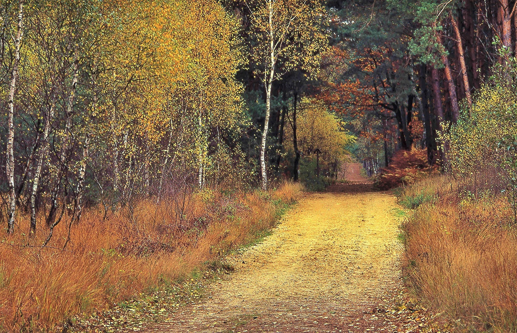 " Go Your Own Way " ( Fleetwood Mac )