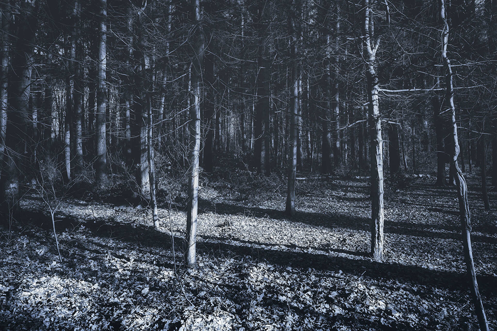 Mystischer Wald in Schwarz - Weiss