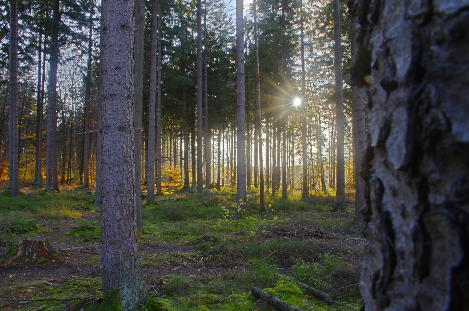 Im Aachener Wald