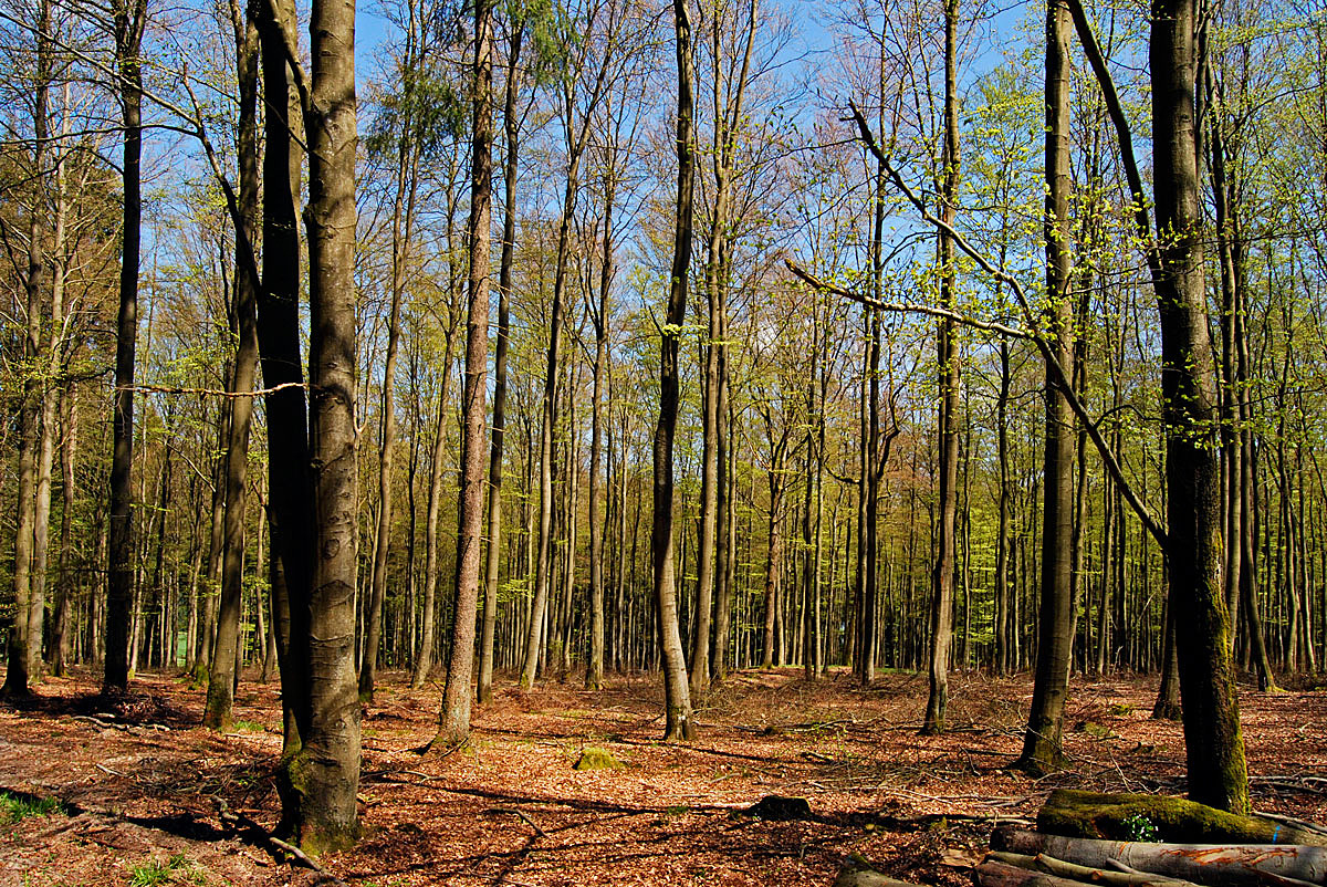Wald im Aufbruch
