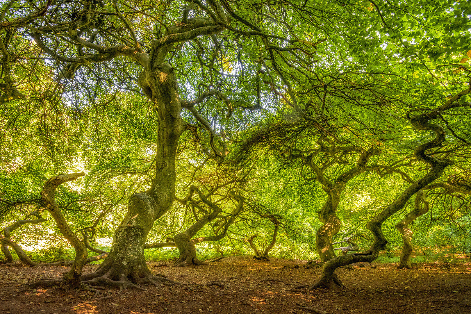 Hexenwald bei Lietzow