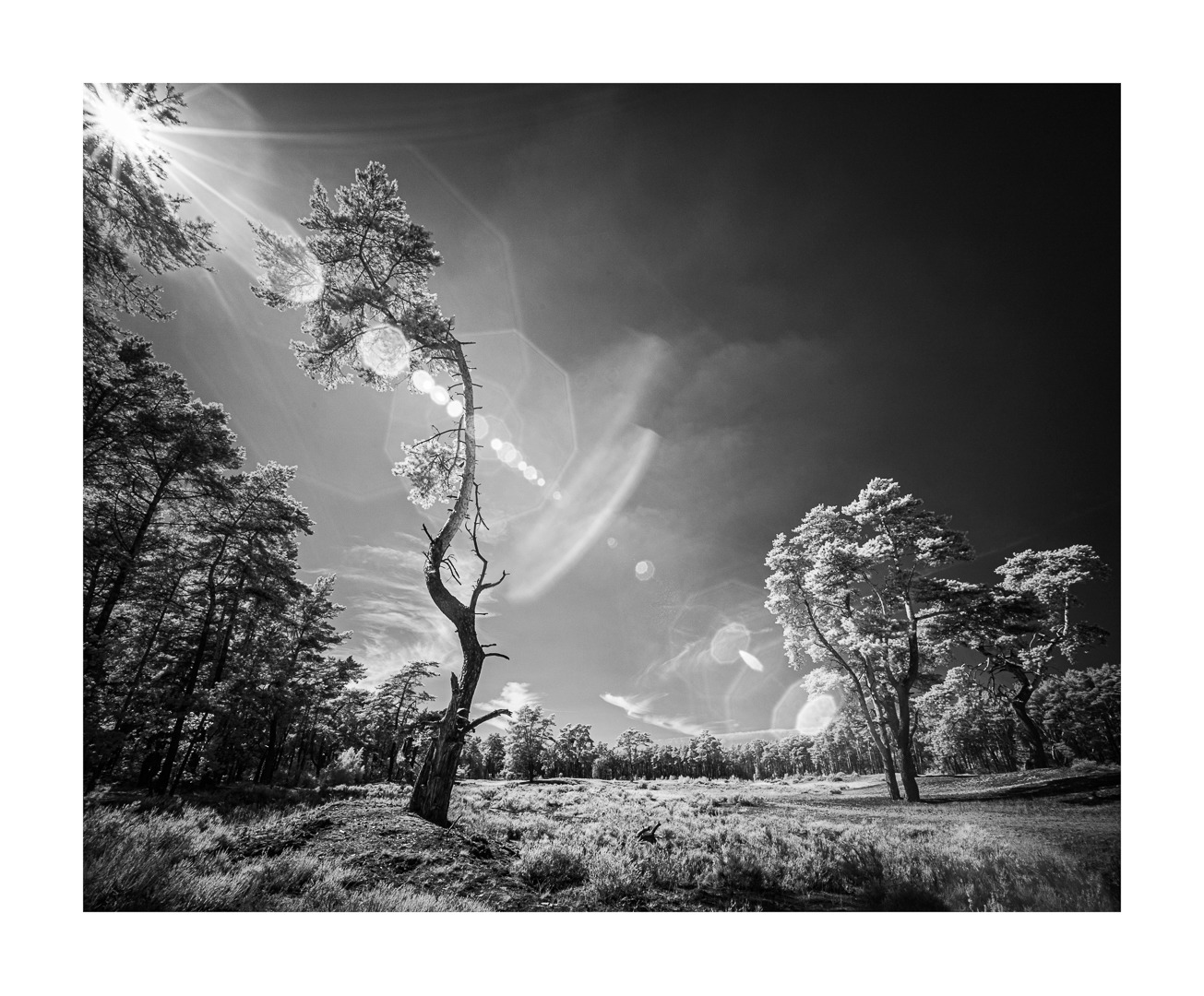 Holmer Sandberge, IR