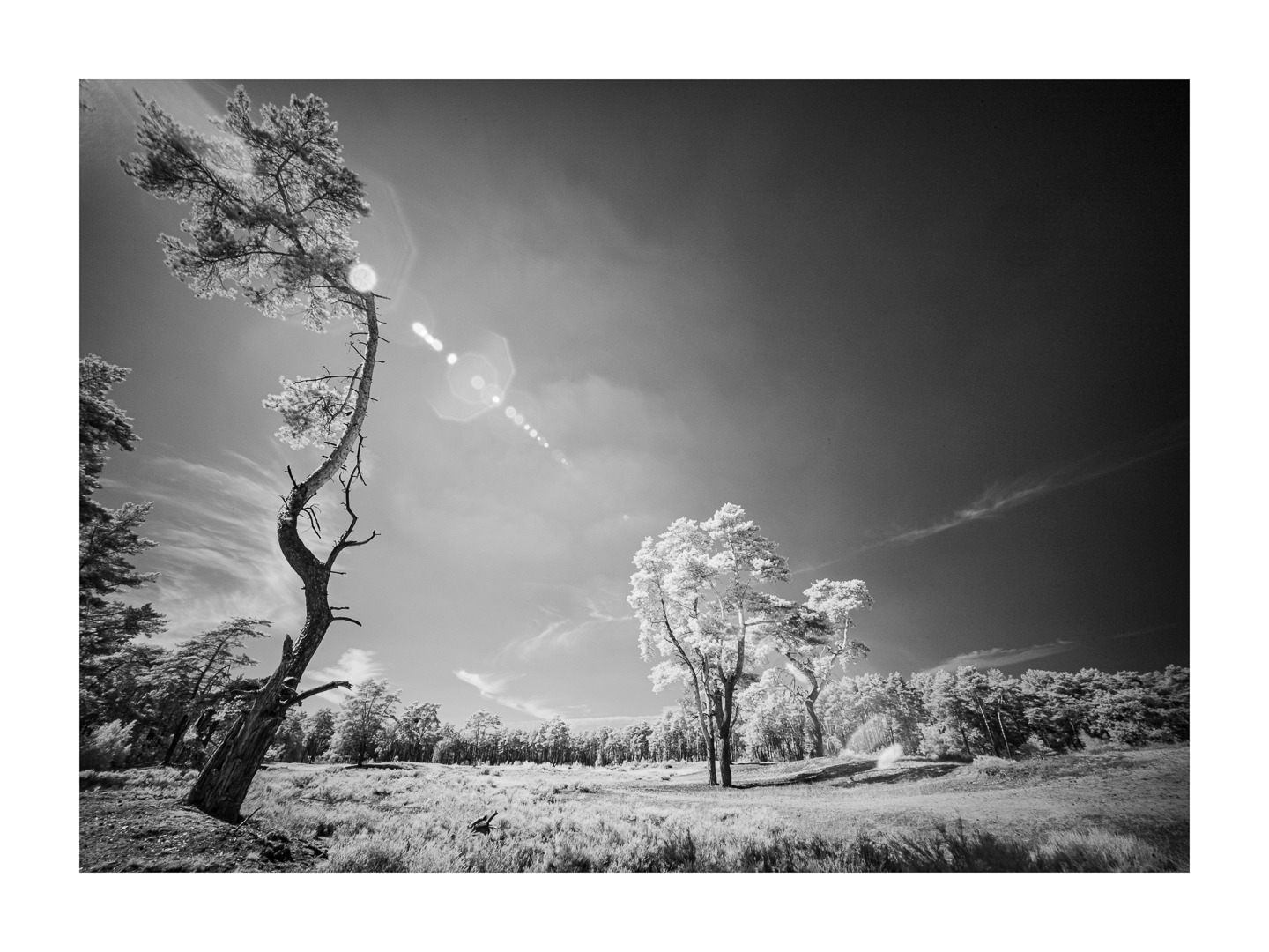 Holmer Sandberge, IR