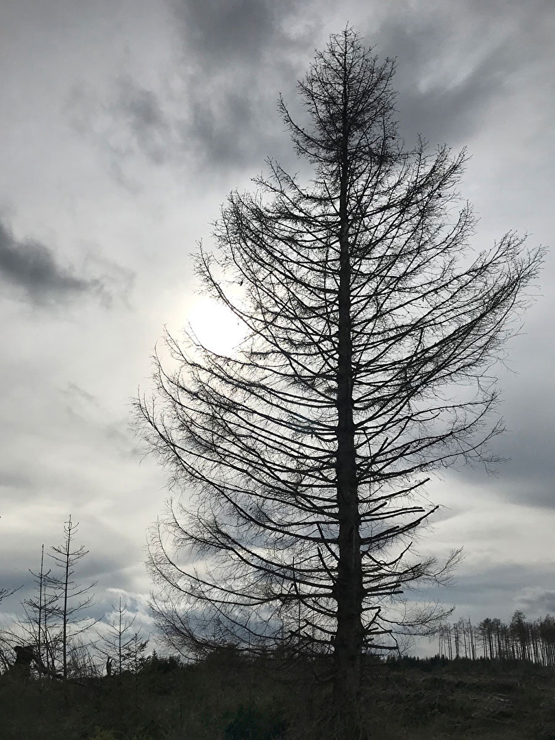 Stellvertretend für den toten Wald...