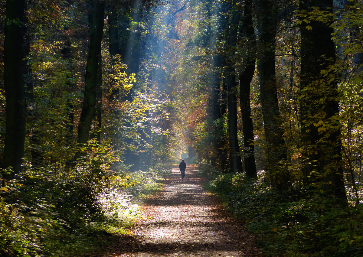 Waldweg