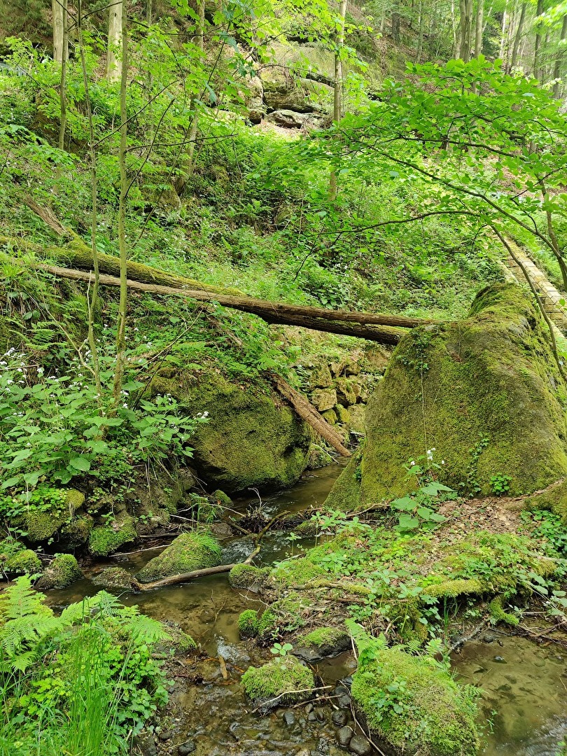 Waldspaziergang