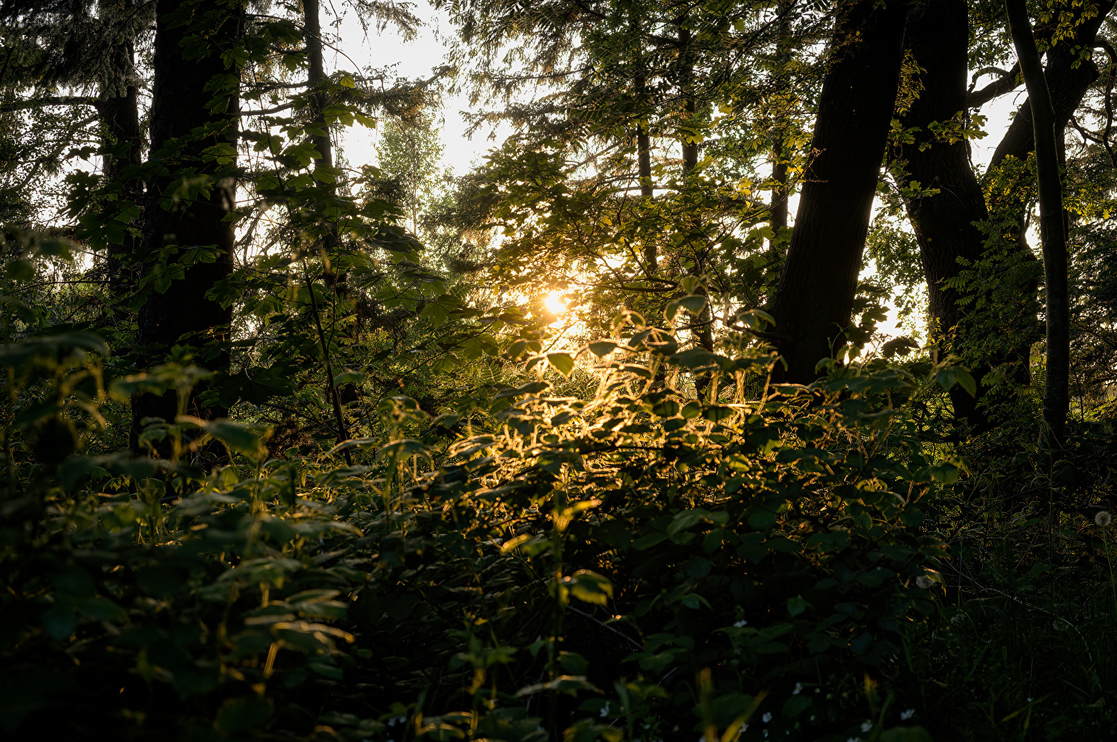 Waldspaziergang bei Sonnenuntergang