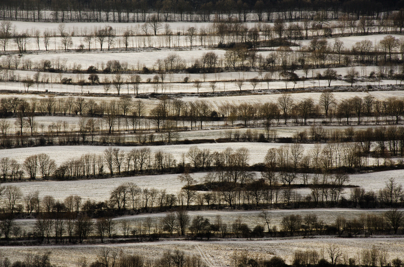 Kein Wald nur Bäume