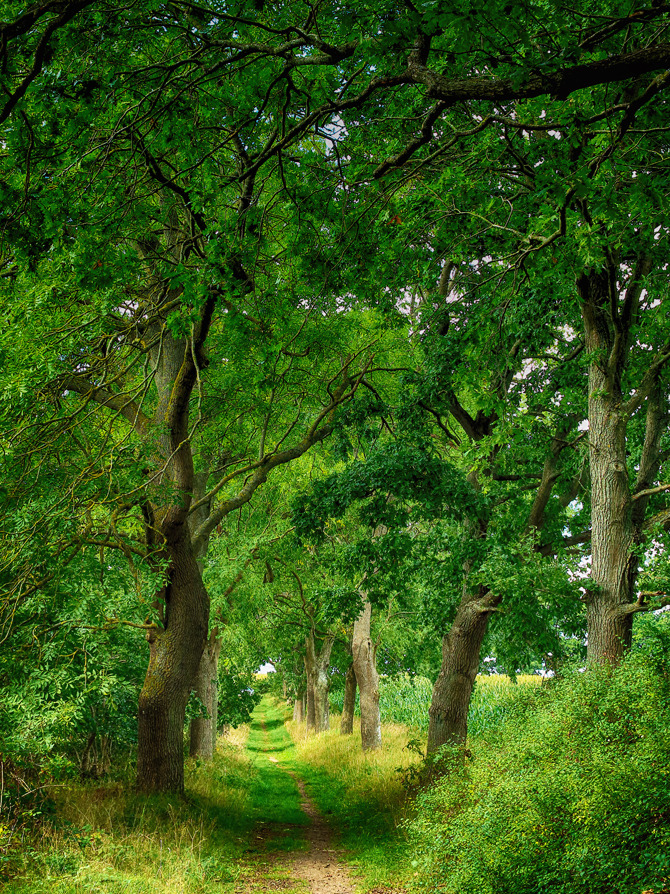 Wald bei Altkamp (Rügen)