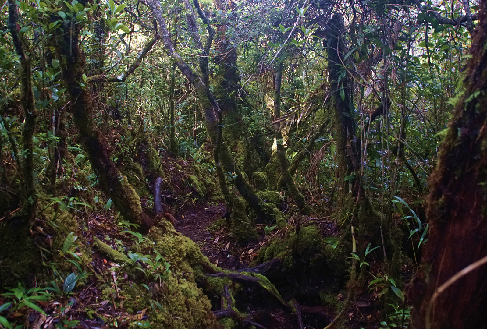 Wald - Regenwald auf Borneo