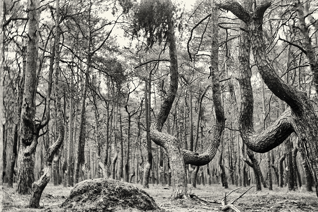 Waldweide bei Kroppen, Balda 6x9, Fortepan 200