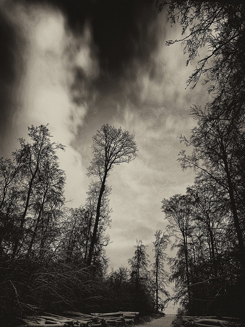 Wald mit Mond