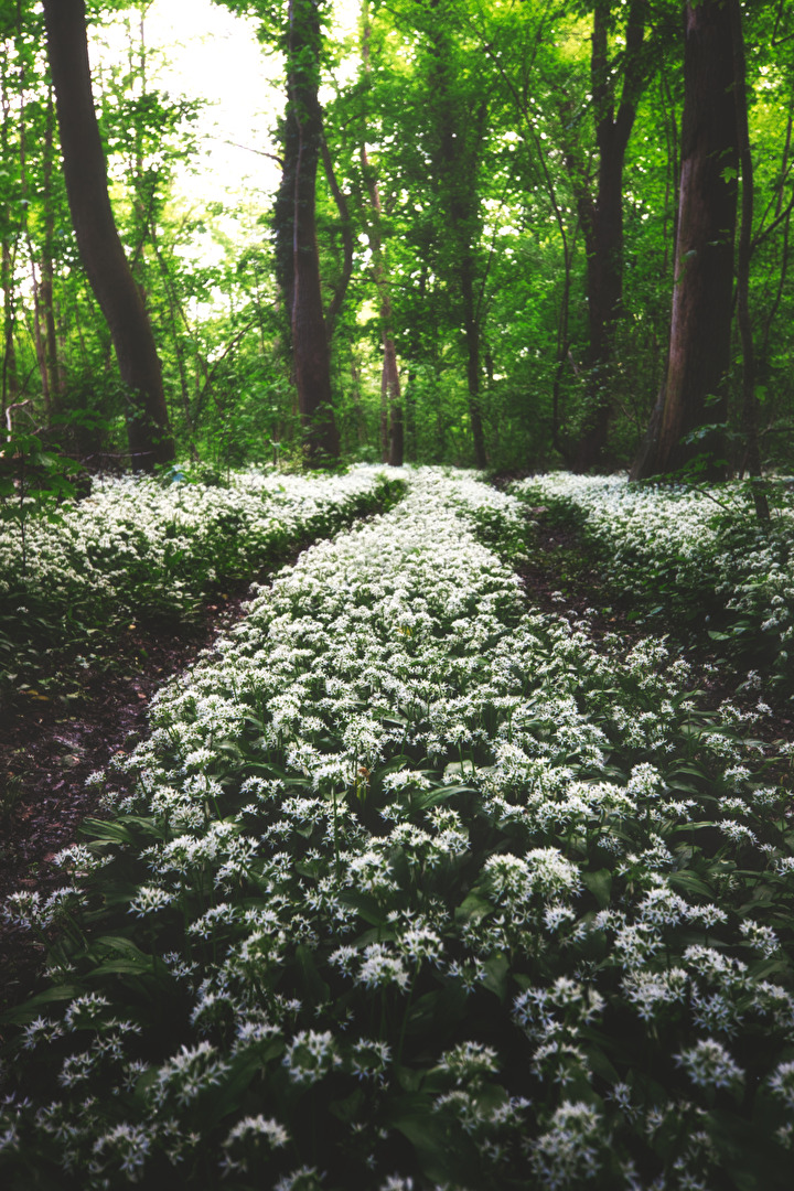 Im Bärlauchwald