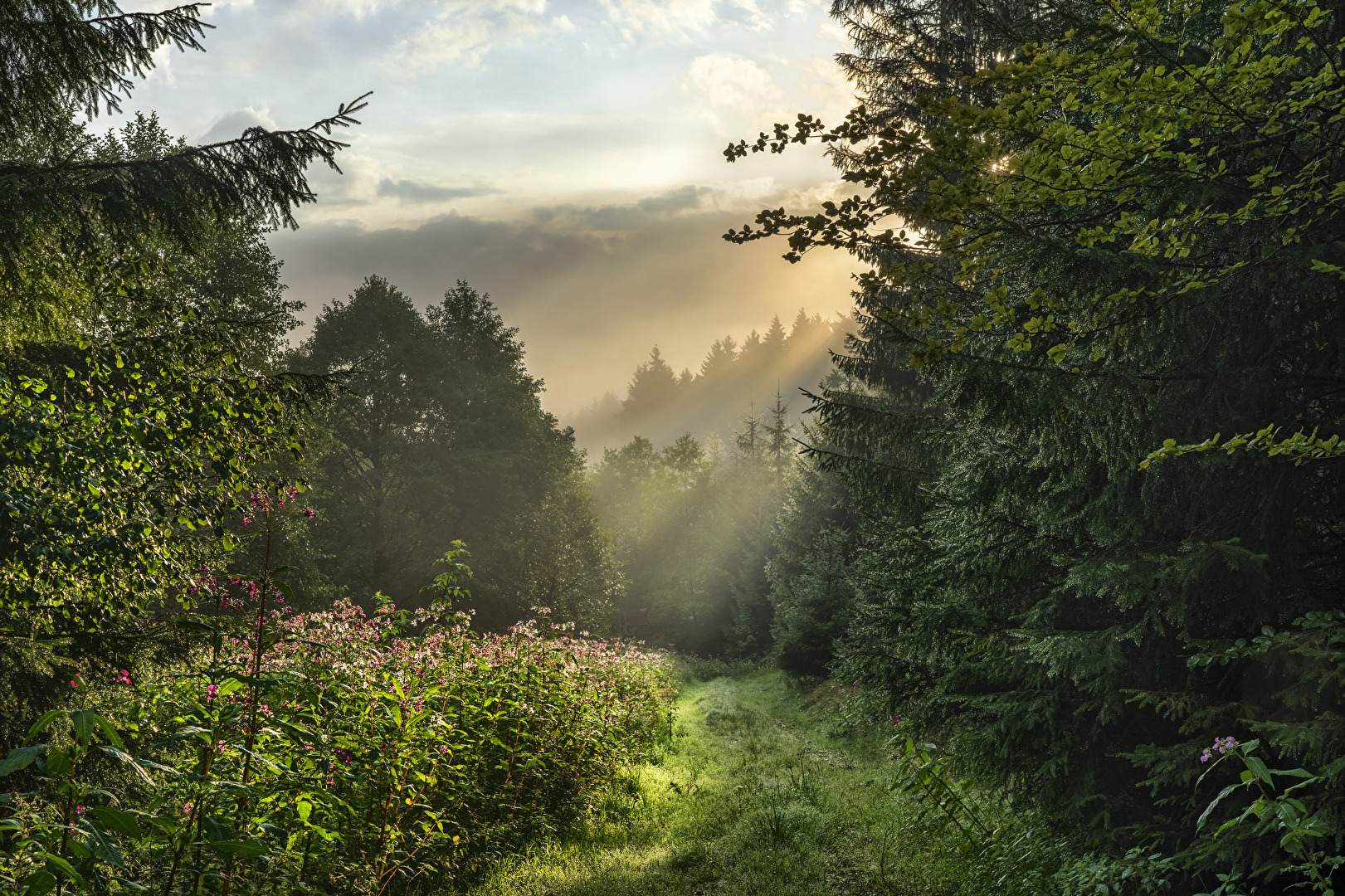 Waldweg