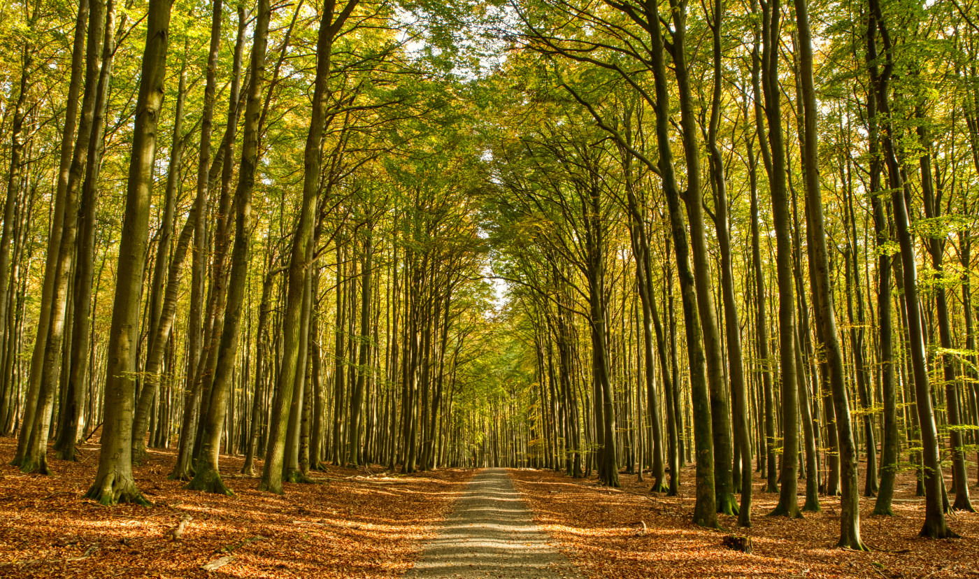 Im Nationalpark Jasmund