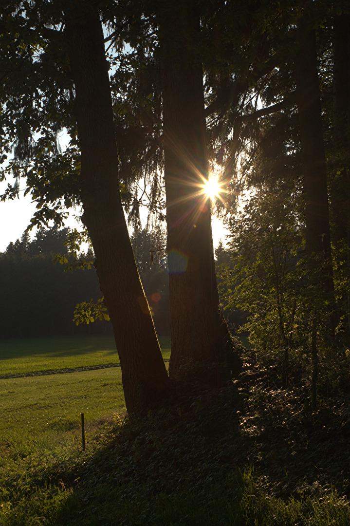 warm sunlight before sunset #Durchlicht #Linsenreflexion