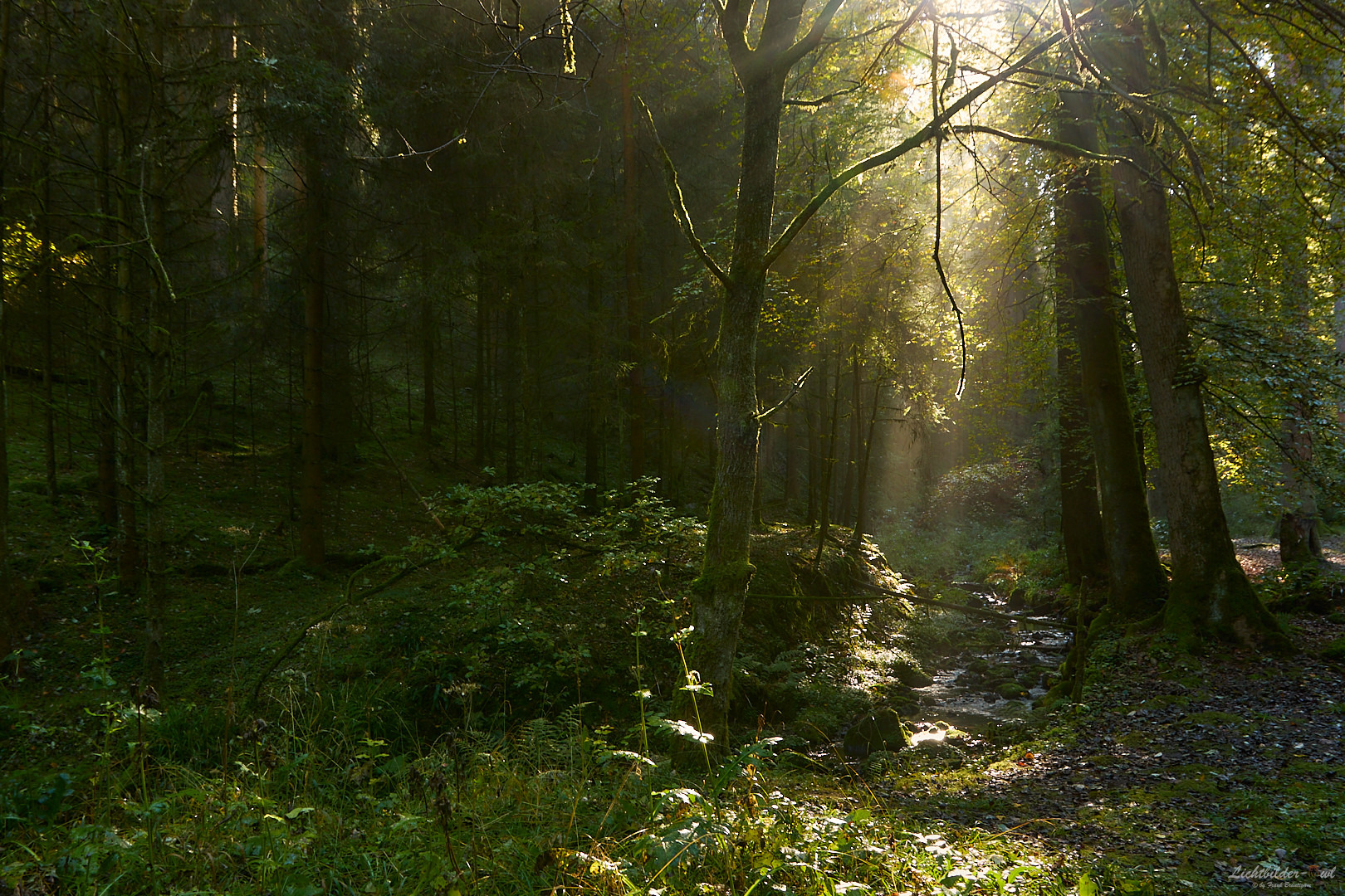 #Wald - Silberwald