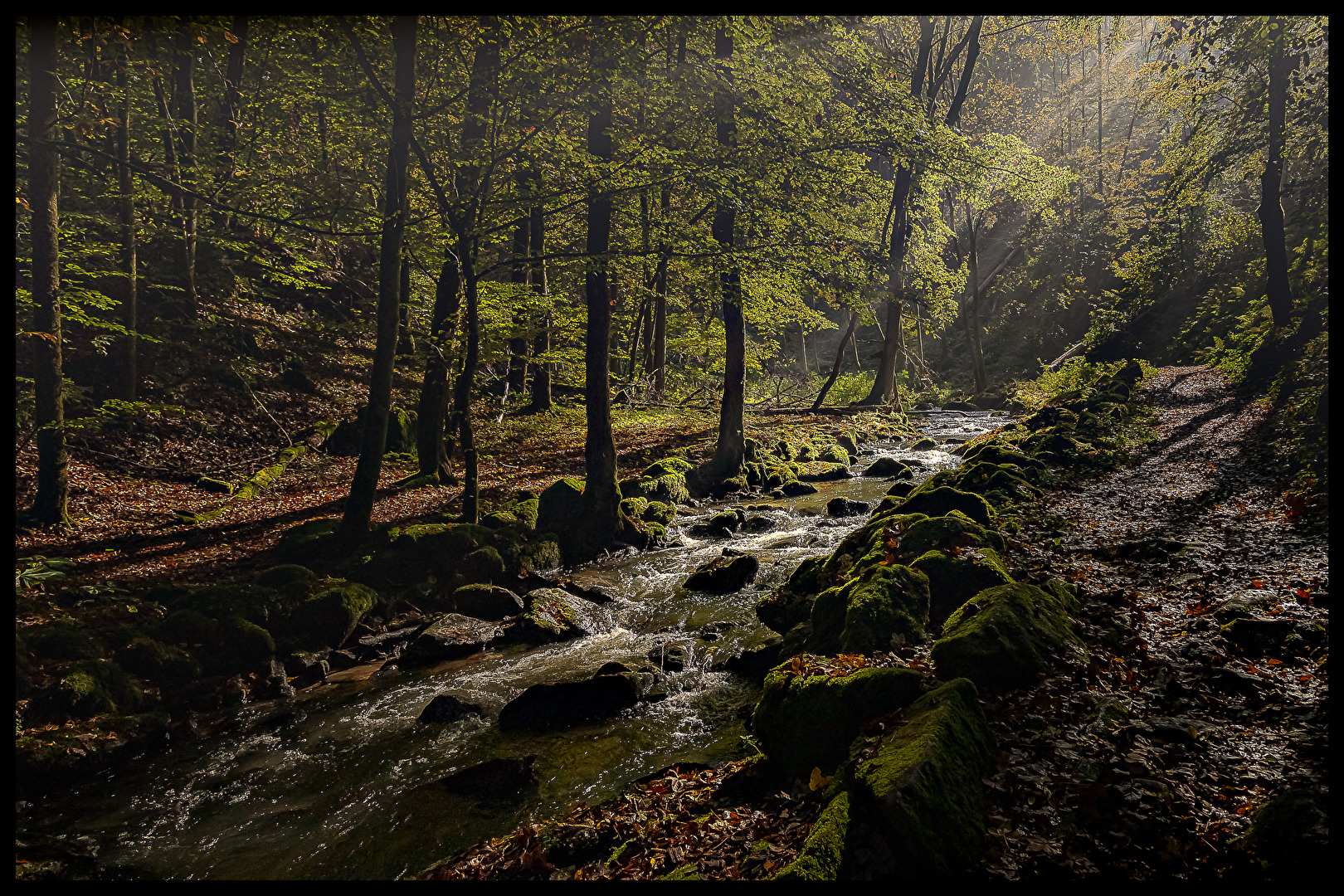 Bayerischer Wald Wald