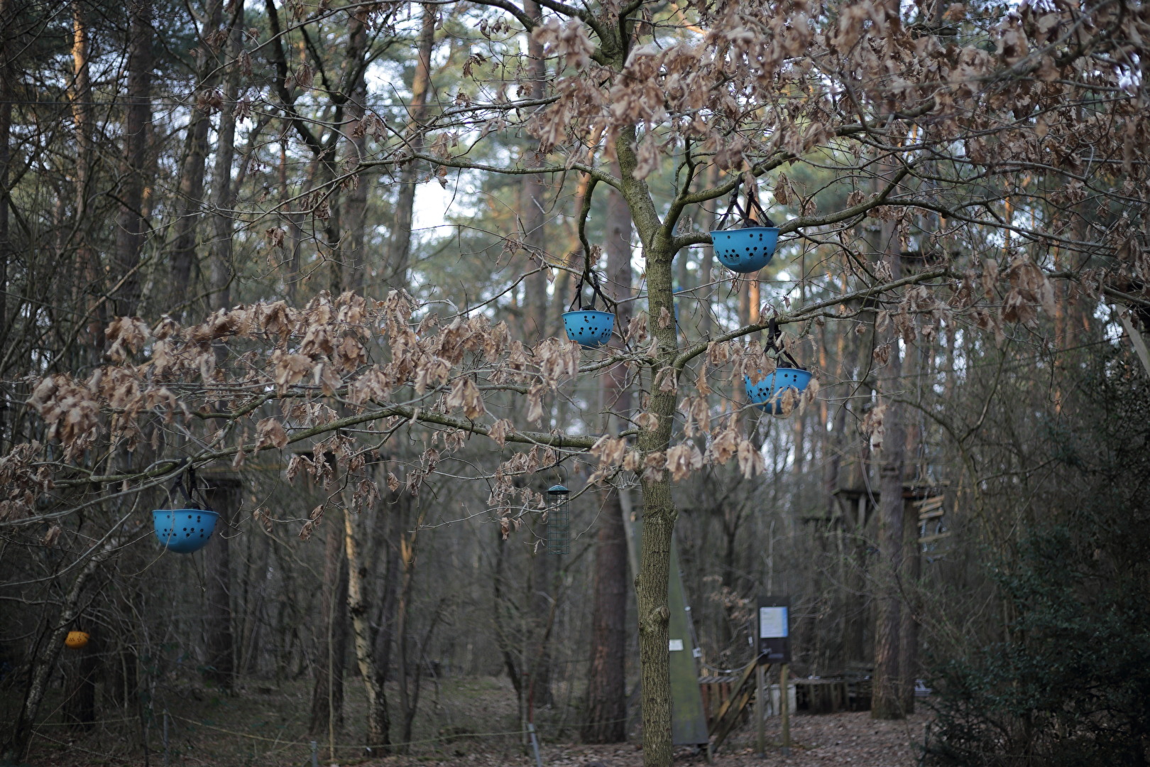 Helmbaum