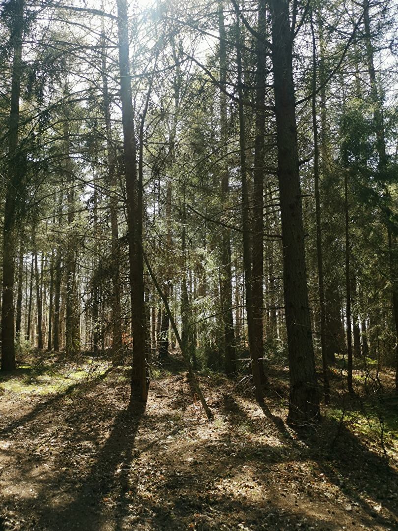 Wäldliche Eindrücke