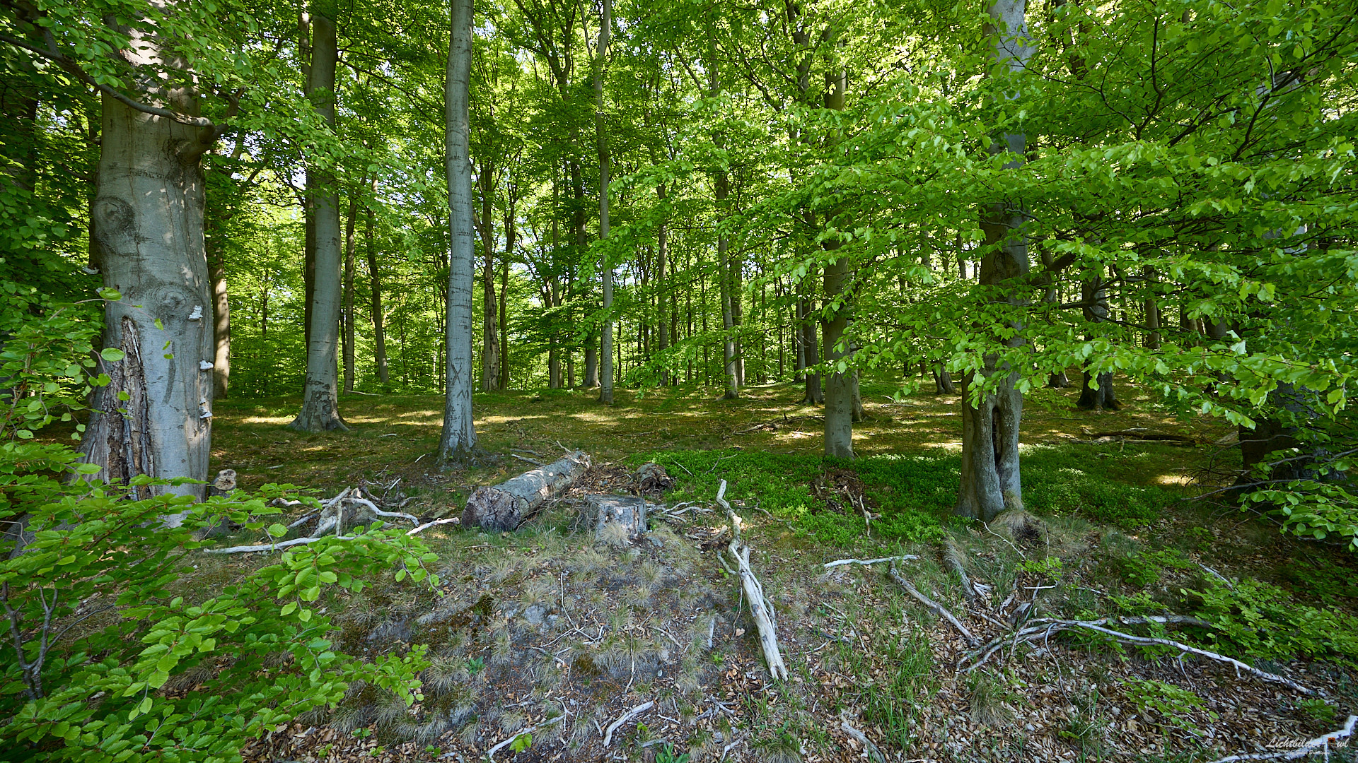 Wald-baden...