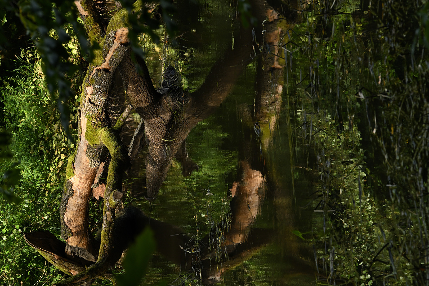 Raubvogel im Wald ...