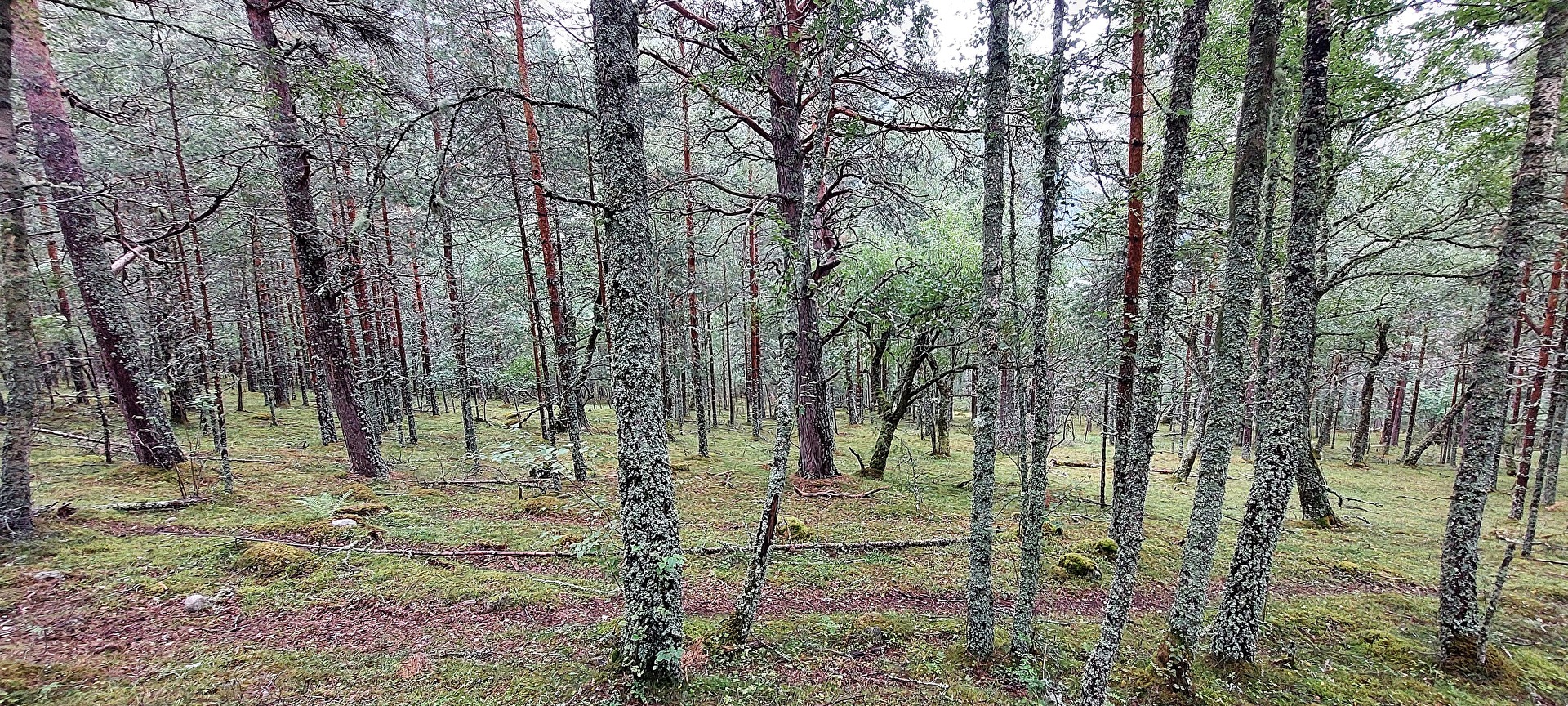 NORWEGIAN WOOD