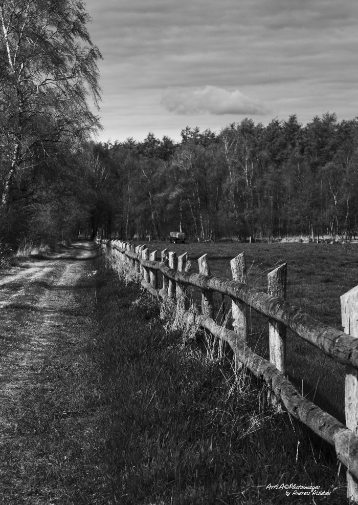 Wanderweg am Moor