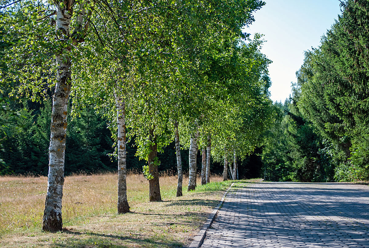 Von Birken gesäumt,...