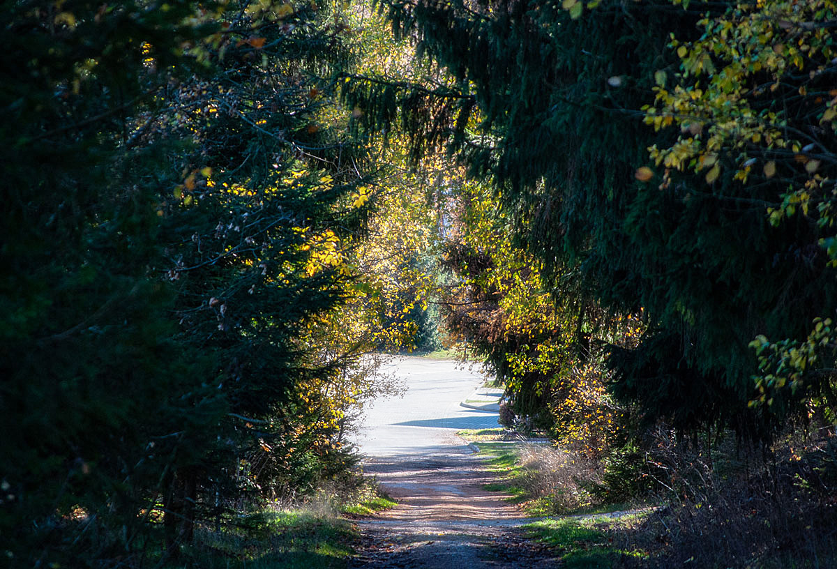 #Loch, ein Weg aus dem Wald...