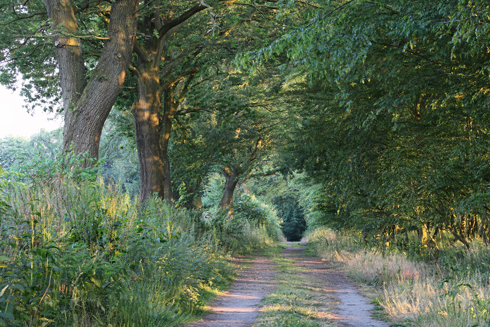 Ein mystischer Waldweg