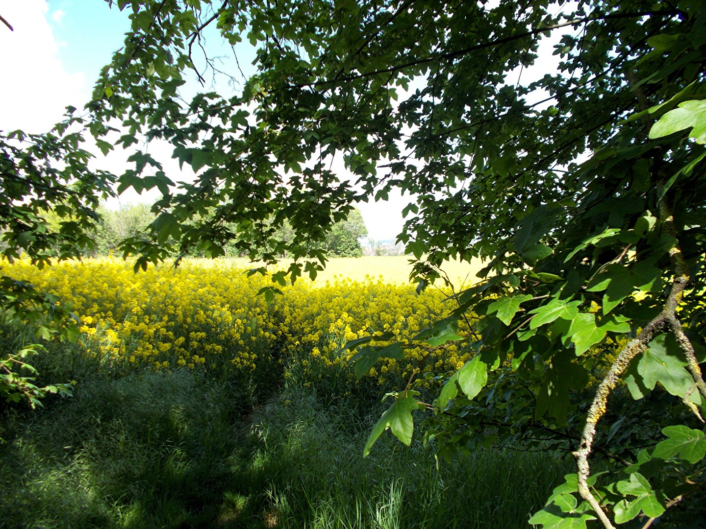 Eine Spur ins Rapsfeld