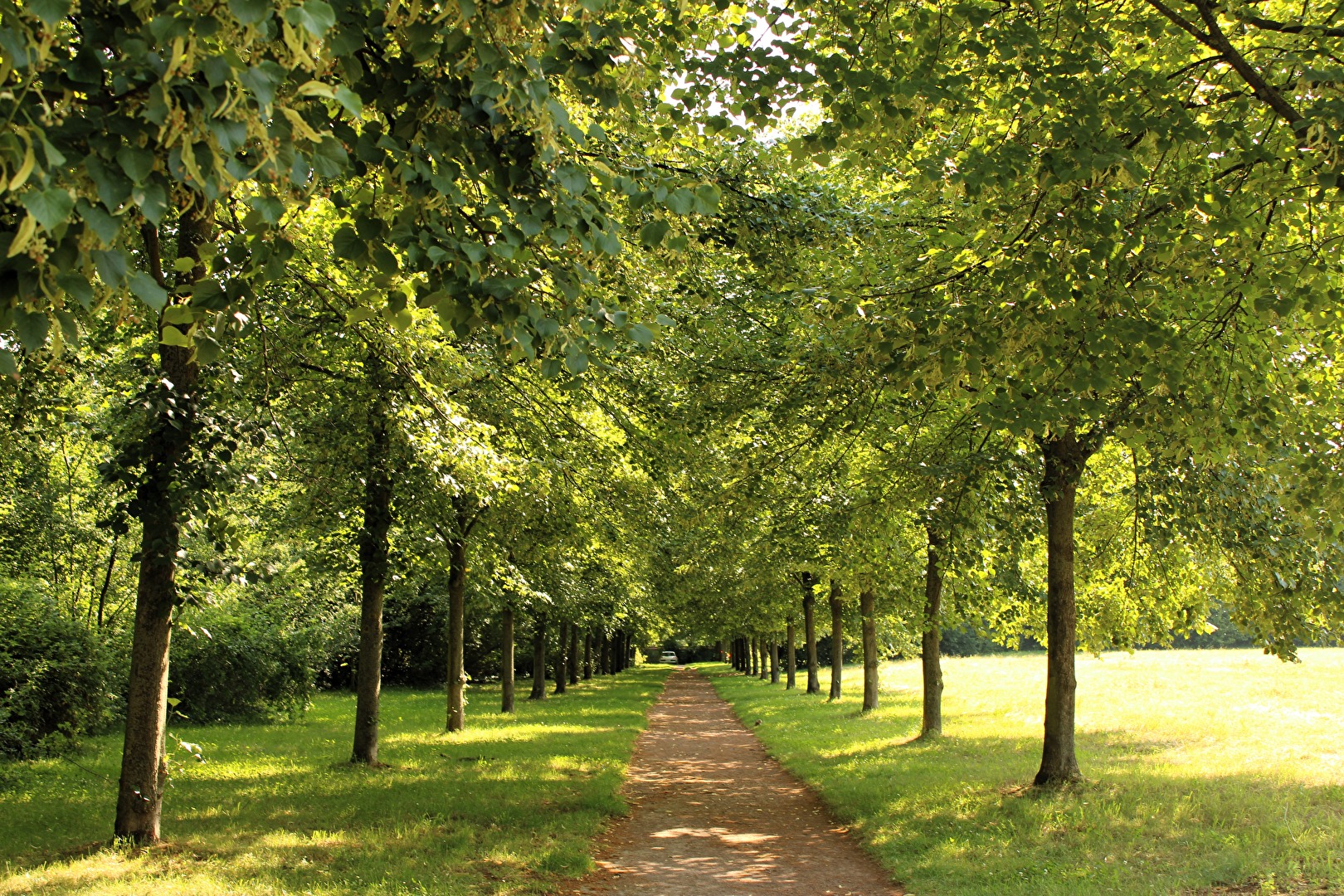 Im Schatten der Bäume