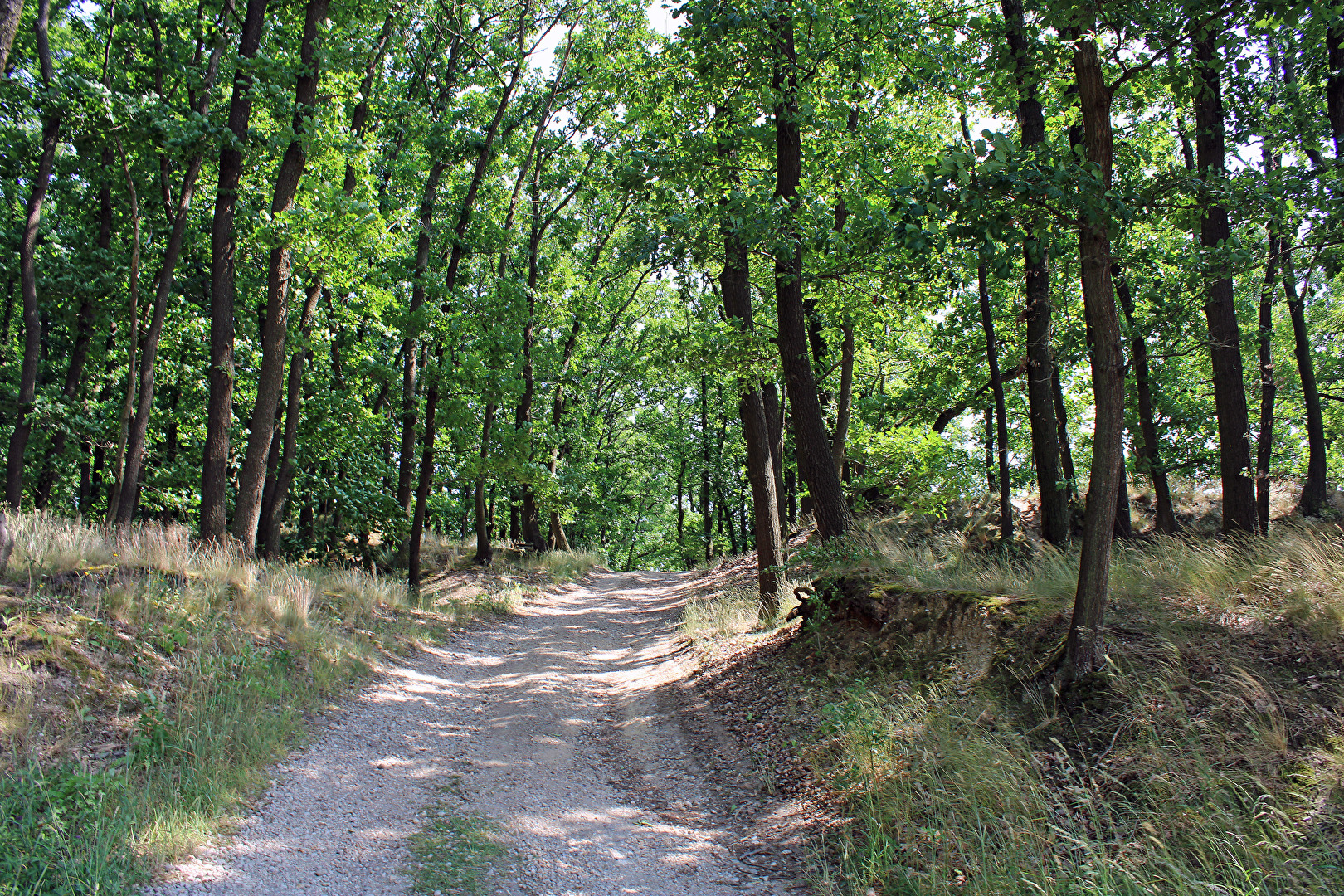 Waldweg