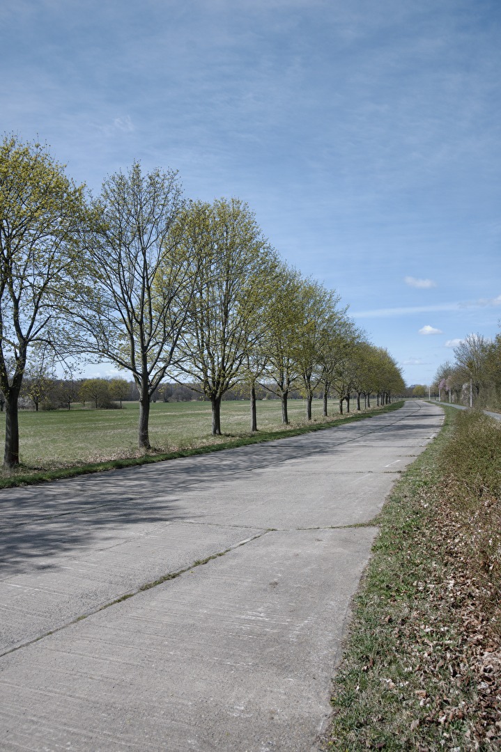 so langsam werden die Bäume grüm