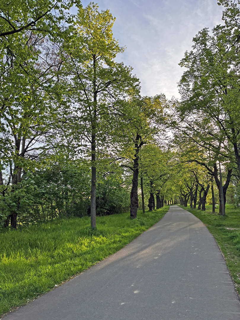 kleine Allee, am frühen Morgen...