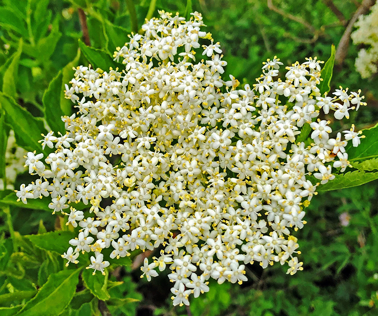 Holunderblüten